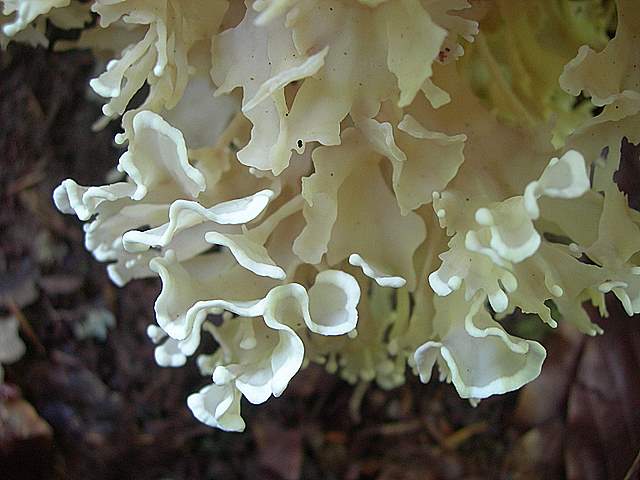 Funghi trasformisti , necrofili e sterili